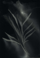 http://actionaqua.com/files/gimgs/th-113_20250723DJI0001invert.jpg