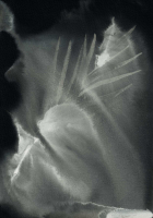 http://actionaqua.com/files/gimgs/th-113_20250723DJI0007invert.jpg