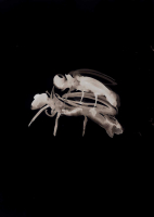 http://actionaqua.com/files/gimgs/th-129_20250411DJI0001invert.jpg