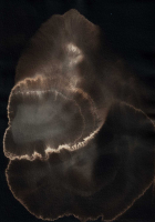 http://actionaqua.com/files/gimgs/th-135_20250512DJI00021invert.jpg