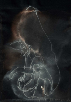 http://actionaqua.com/files/gimgs/th-135_20250516DJI0015invert.jpg