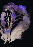 http://actionaqua.com/files/gimgs/th-142_20250811DJI0006invert.jpg