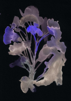 http://actionaqua.com/files/gimgs/th-142_20250811DJI0010invert.jpg