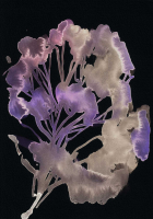 http://actionaqua.com/files/gimgs/th-142_20250811DJI0011invert.jpg