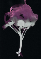 http://actionaqua.com/files/gimgs/th-142_20250813DJI0006invert.jpg