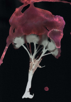 http://actionaqua.com/files/gimgs/th-142_20250813DJI0007invert.jpg