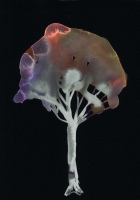 http://actionaqua.com/files/gimgs/th-142_20250813DJI0008invert.jpg