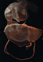 http://actionaqua.com/files/gimgs/th-150_20260107DJI10001invert.jpg